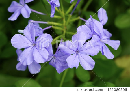 Ruffing up of flowers 131080206