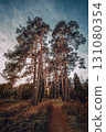 A road through a forested pine alley at sunset 131080354
