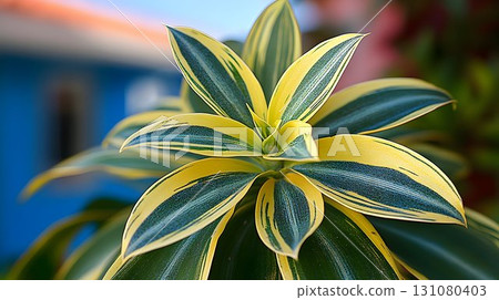 Striking Dracaena Reflexa 'Song of India' with Yellow and Green 131080403