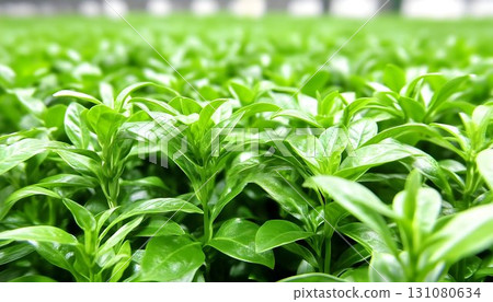 Lush Greenery: A Dense Field of Vibrant Seedlings Under Soft, Di 131080634