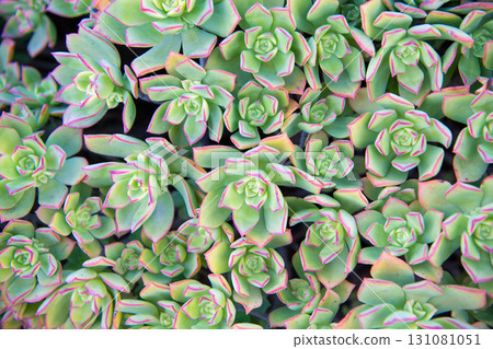 Sempervivum tectorum houseleek succulent leaves cacti background 131081051