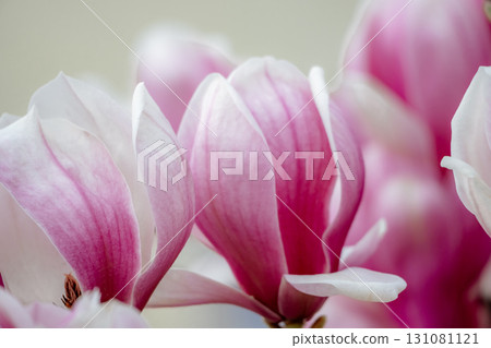 Magnolia Sulanjana flowers with petals in the spring season. beautiful pink magnolia flowers in spring, selective focusing. 131081121