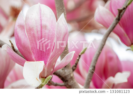 Magnolia Sulanjana flowers with petals in the spring season. beautiful pink magnolia flowers in spring, selective focusing. 131081123
