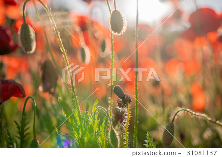 Close-up of Red Poppy Buds and Flowers in Sunlight Close-up of Red Poppy Buds and Flowers in Sunlight 131081137