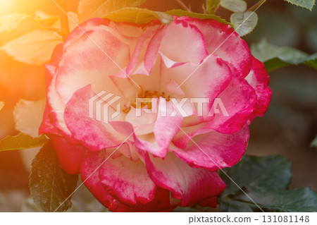Rose Flower Blossom: Pink-white bloom in garden on sunny day for beauty, spring bloom, close-up. 131081148