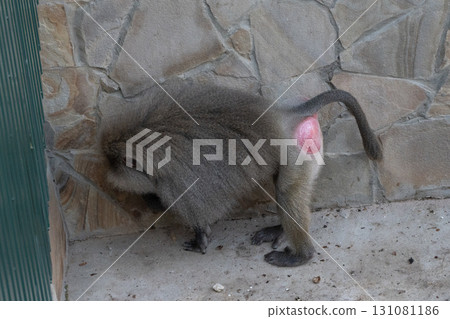 Baboon Zoo Enclosure Exhibit Animal Baboon Zoo Enclosure Exhibit Animal 131081186