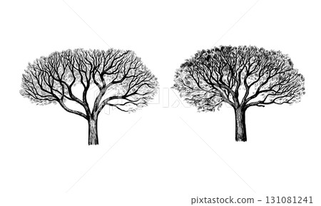 Marula tree, Sclerocarya birrea, black and white  illustration isolated on white background. 131081241