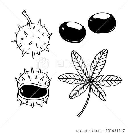 Chestnuts and chestnut tree leaves. Outline Black and white elements. Chestnuts and chestnut tree leaves. Outline Black and white elements. 131081247