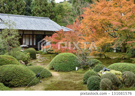 雲龍院:從大輪之間眺望的秋日庭院(京都市東山區) 雲龍院:從大輪之間眺望的秋日庭院(京都市東山區) 131081576