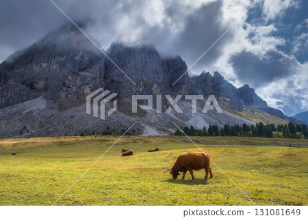 Two Scottish Highland cows grazing on alpine meadow near mountain 131081649