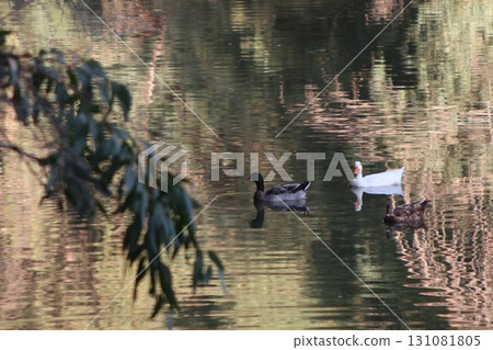 Many different wild birds swim in a freshwater pond: ducks, geese, storks, cormorants, mallards, northern shovelers, Eurasian teals, Eurasian coots, egrets, and herons. The background is in a park. Many different wild birds swim in a freshwater pond: ducks, geese, storks, cormorants, mallards, northern shovelers, Eurasian teals, Eurasian coots, egrets, and herons. The background is in a park. 131081805