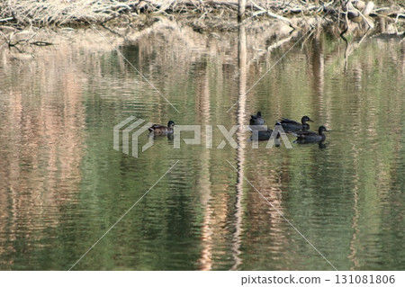 Many different wild birds swim in a freshwater pond: ducks, geese, storks, cormorants, mallards, northern shovelers, Eurasian teals, Eurasian coots, egrets, and herons. The background is in a park. Many different wild birds swim in a freshwater pond: ducks, geese, storks, cormorants, mallards, northern shovelers, Eurasian teals, Eurasian coots, egrets, and herons. The background is in a park. 131081806