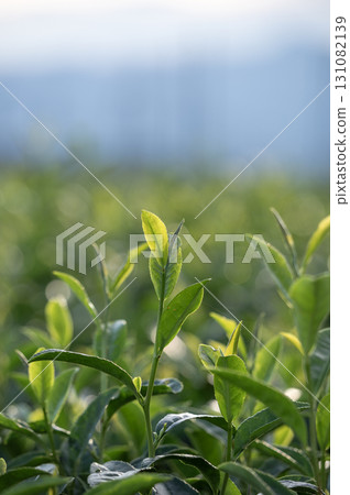 狹山茶田背光的茶葉 131082139