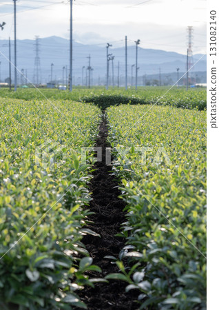 Sayama City tea plantation scenery 131082140