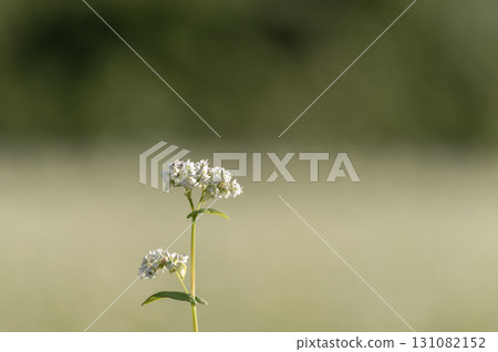 Buckwheat flowers floating in soft light 131082152