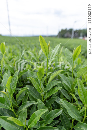 狹山市茶園風景 狹山市茶園風景 131082159