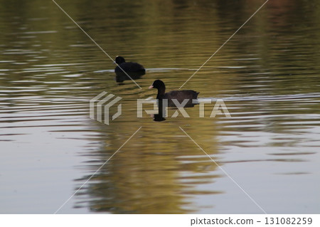 A Eurasian coot swims in a freshwater pond in a public park. Waterfowl in the wild. 131082259