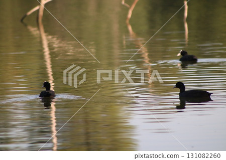 A Eurasian coot swims in a freshwater pond in a public park. Waterfowl in the wild. 131082260