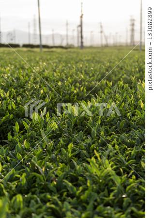 Sayama City tea plantation scenery Sayama City tea plantation scenery 131082899