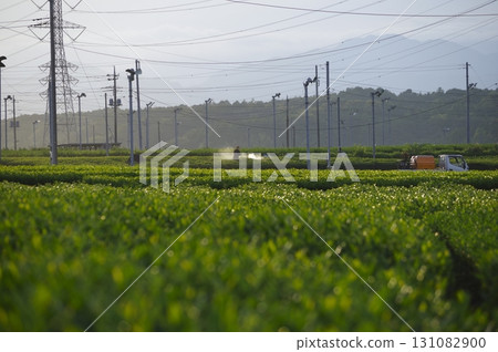 Sayama City tea plantation scenery Sayama City tea plantation scenery 131082900