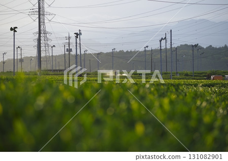 Sayama City tea plantation scenery Sayama City tea plantation scenery 131082901
