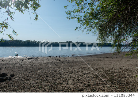 Dog on the bank of a wide river at sunset. Dog on the bank of a wide river at sunset. 131083344