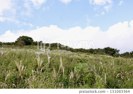 Shikoku Karst in autumn (mid-September). View from the parking lot at Tengu Plateau. Japanese pampas grass is growing. 131083364