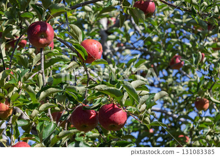 準備收成的蘋果樹 131083385