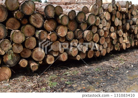 Logs of cut cedar Shonai, Yamagata Prefecture Logs of cut cedar Shonai, Yamagata Prefecture 131083410