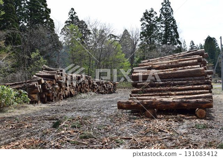 Logs of cut cedar Shonai, Yamagata Prefecture Logs of cut cedar Shonai, Yamagata Prefecture 131083412