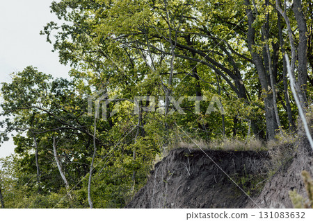 Dramatic cliffside scene showcasing exposed roots, lush trees, and a blue sky. The photograph depicts a picturesque scene of a cliffside with trees and visible roots, set against a cloudy sky. 131083632