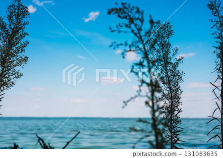 Silhouetted plants against a vibrant blue sky and calm water, evoking a sense of serenity. The image showcases wildflowers against a blue sky and tranquil sea, capturing a serene outdoor scene. 131083635