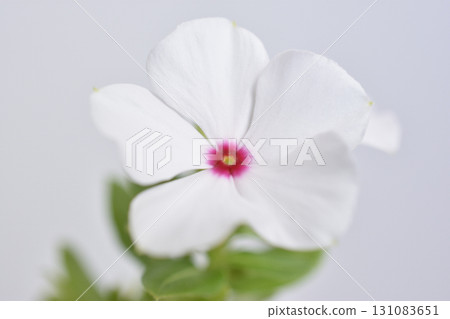 長春花 長春花 131083651