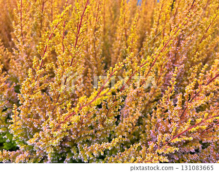 Natural background, beautiful flowers of blooming   Heather(Calluna vulgaris) in their natural habitat 131083665