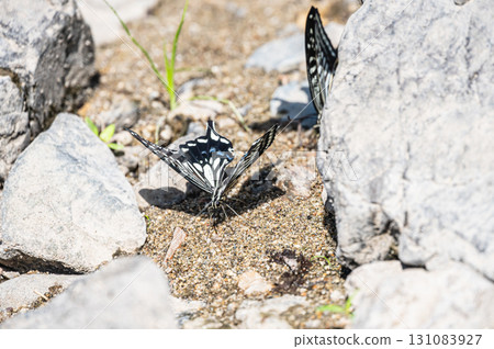Water-drinking behavior of swallowtail butterflies (Papilio xuthus) 131083927