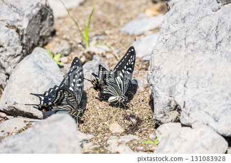 燕尾蝶（Papilio xuthus）的飲水行為 131083928