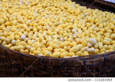 Pile of yellow silkworm cocoons in bamboo basket, natural raw material fibers. a source of silk thread and silk fabric Pile of yellow silkworm cocoons in bamboo basket, natural raw material fibers. a source of silk thread and silk fabric 131083964