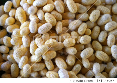 Close up view of pile of white silkworm cocoons, natural raw material fibers. a source of silk thread and silk fabric 131083967