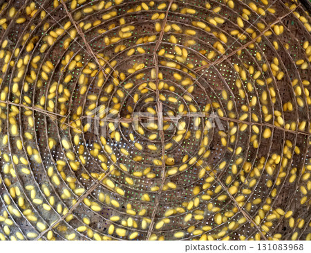 Round bamboo basket for raising silkworm larvae, divided into spiral compartments. It contains a yellow silk cocoon. Round bamboo basket for raising silkworm larvae, divided into spiral compartments. It contains a yellow silk cocoon. 131083968