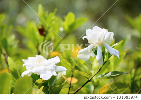 Refreshing gardenia flowers Refreshing gardenia flowers 131083974