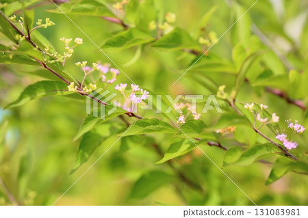 可愛的紫色茉莉花 131083981