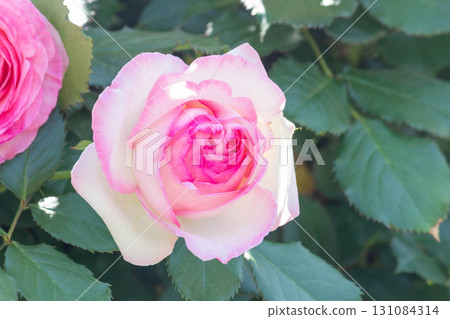 羅斯(Pierre de Ronsart) 羅斯(Pierre de Ronsart) 131084314