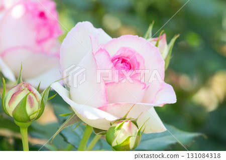 Rose (Pierre de Ronsart) Rose (Pierre de Ronsart) 131084318