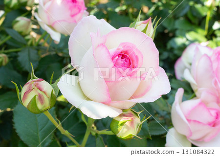 羅斯(Pierre de Ronsart) 羅斯(Pierre de Ronsart) 131084322