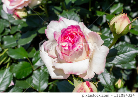 Rose (Pierre de Ronsart) Rose (Pierre de Ronsart) 131084324