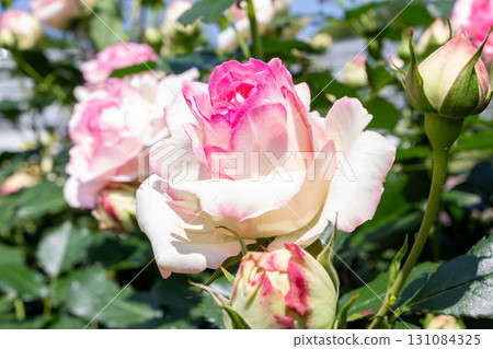 Rose (Pierre de Ronsart) Rose (Pierre de Ronsart) 131084325