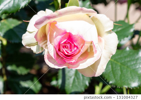 Rose (Pierre de Ronsart) Rose (Pierre de Ronsart) 131084327