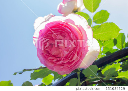 羅斯(Pierre de Ronsart) 羅斯(Pierre de Ronsart) 131084329