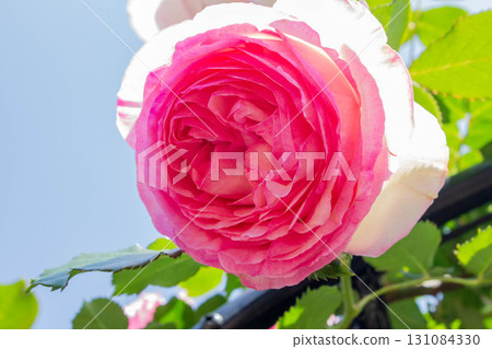 Rose (Pierre de Ronsart) Rose (Pierre de Ronsart) 131084330