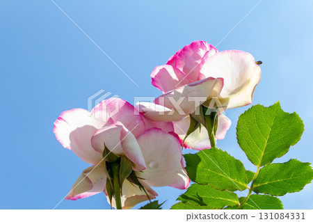 Rose (Pierre de Ronsart) 131084331